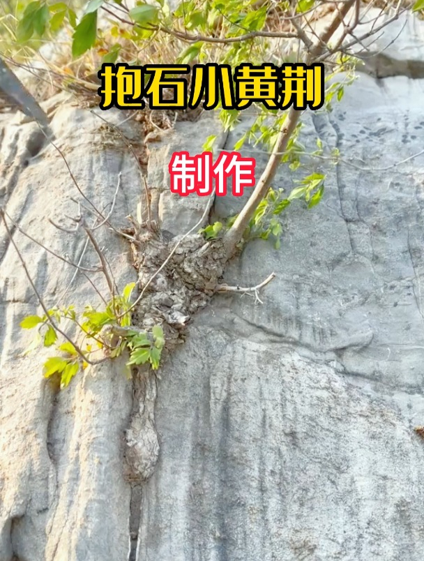 抱石小黄荆盆景是如何制作的?这个视频告诉你