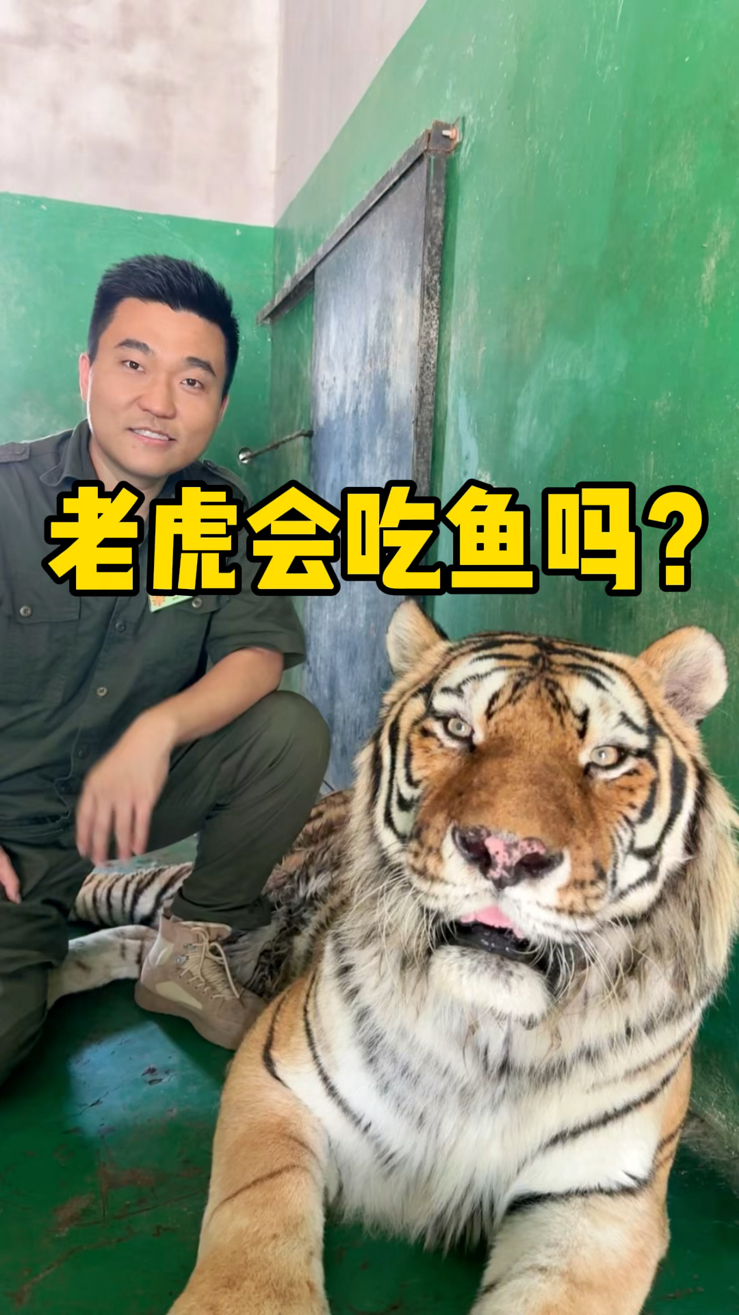 老虎到底会不会吃鱼?