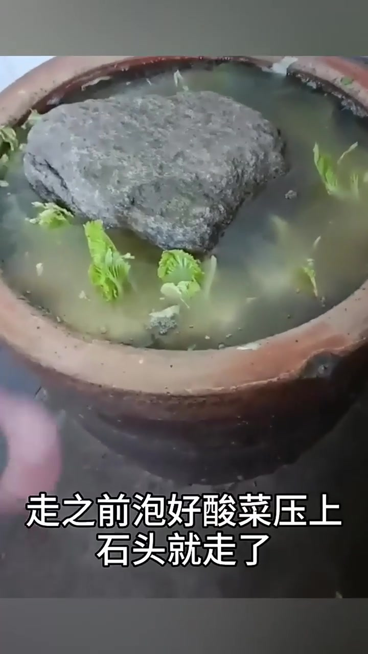 酸菜缸里居然能发芽