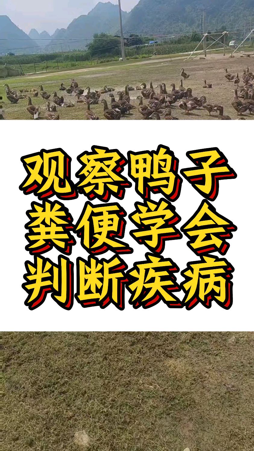 观察鸭子粪便学会判断疾病
