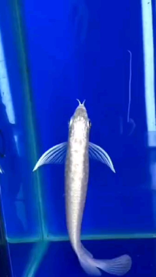 金龙鱼白金龙鱼活体