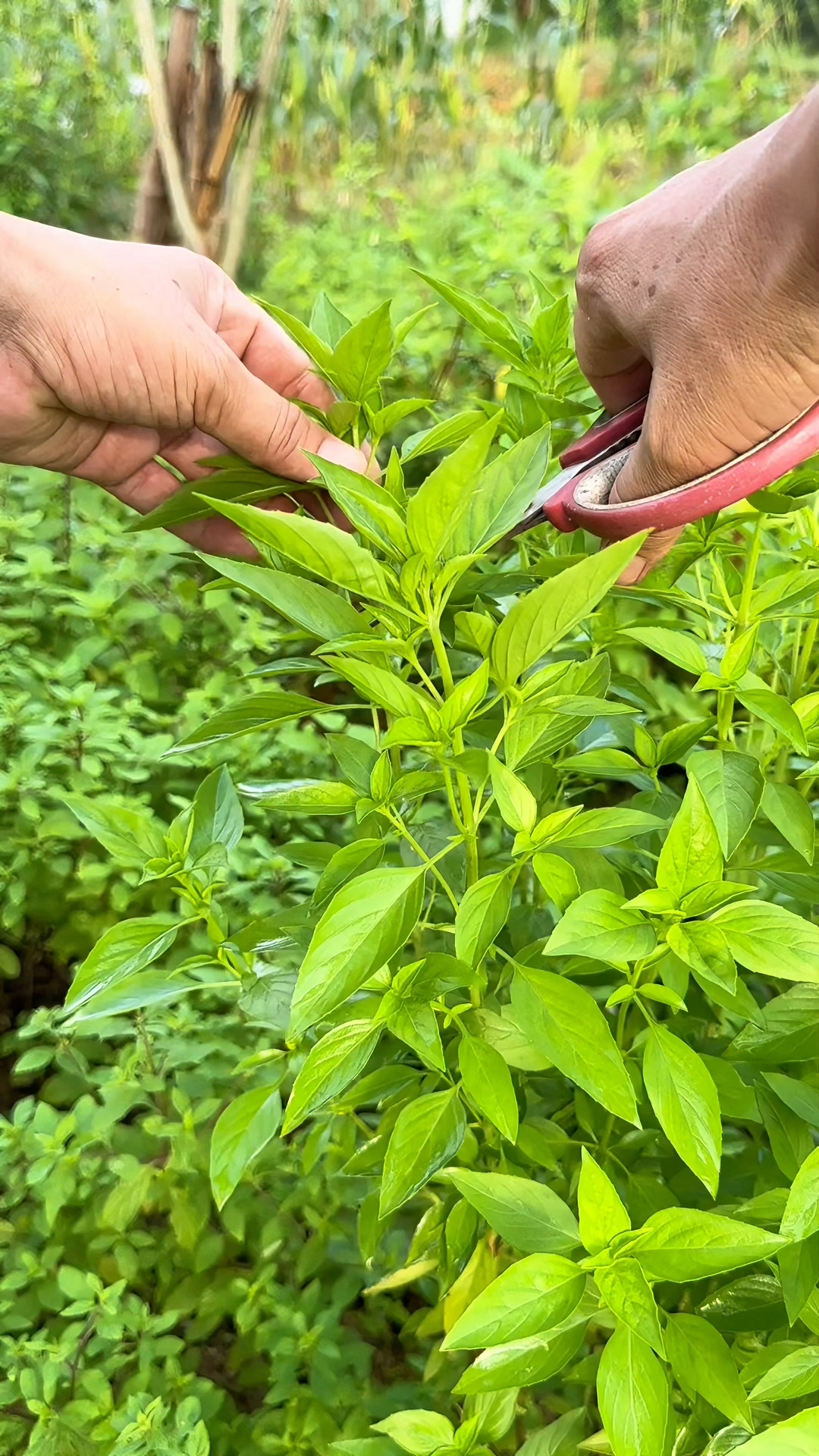 九层塔,一种常用的调料植物,具有迷人的特殊香气
