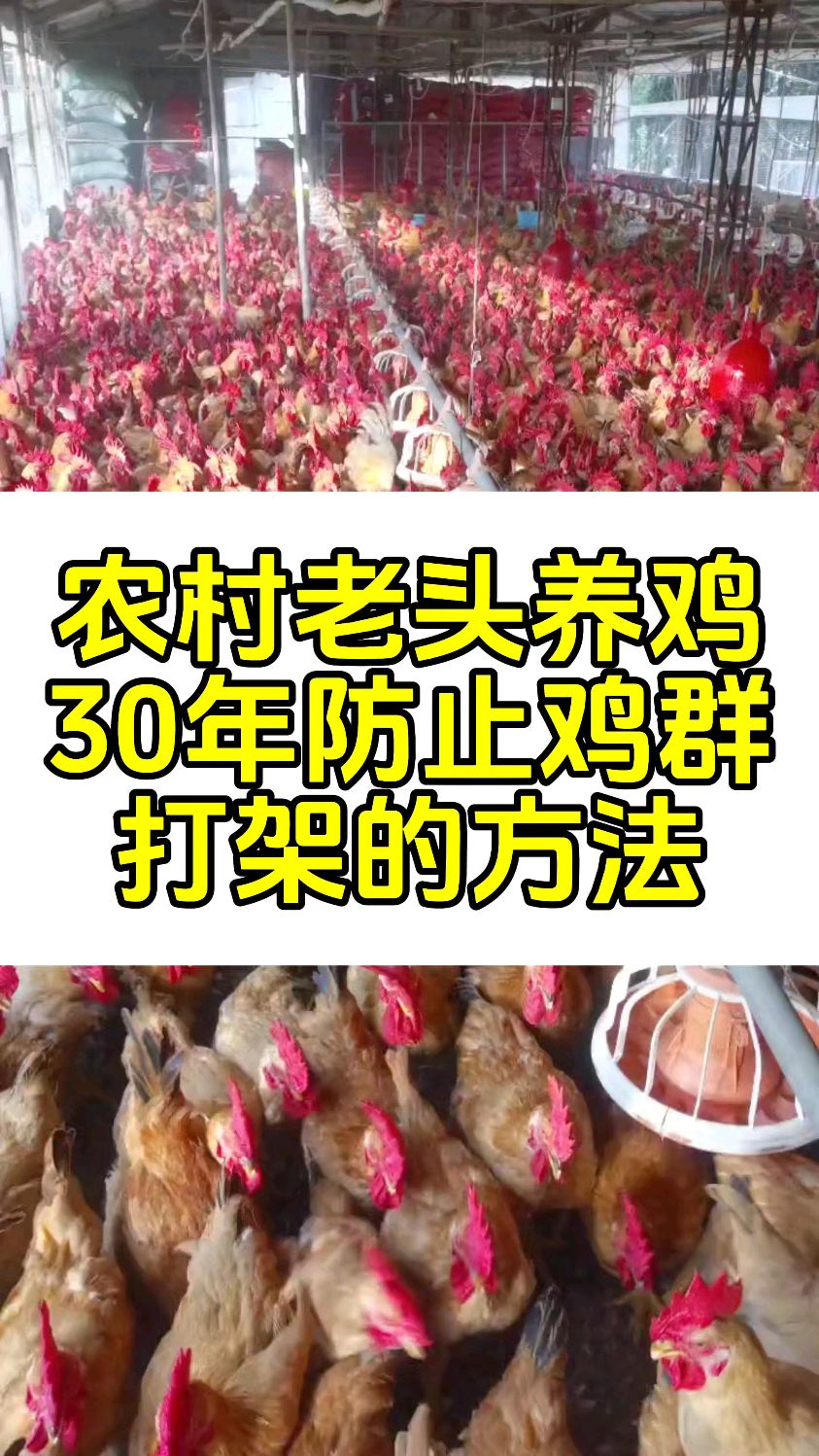 农村老头养鸡30年防止鸡群打架的方法