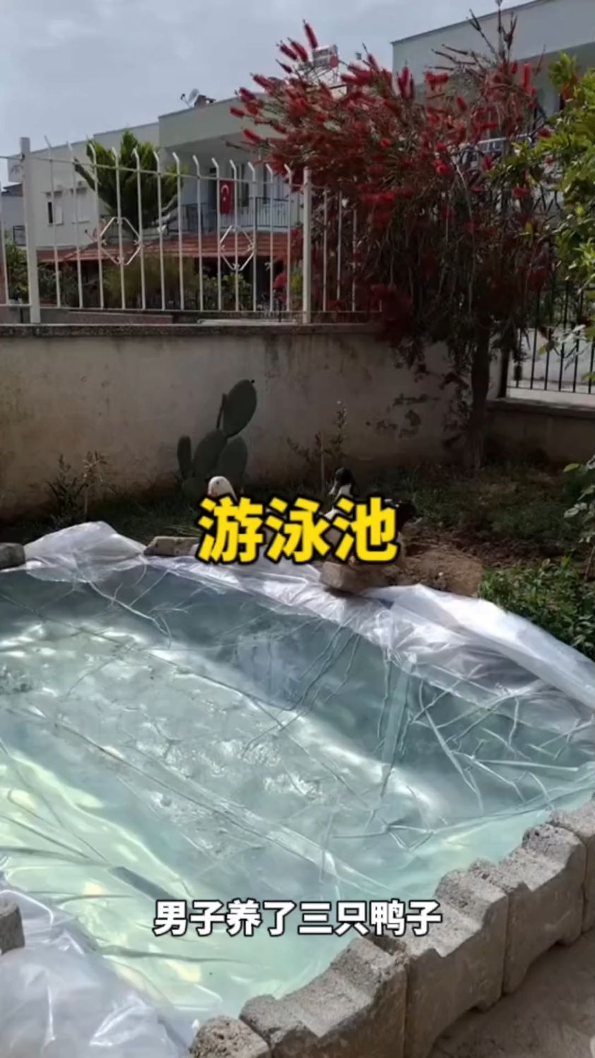 在院子里给鸭子搭建游泳池
