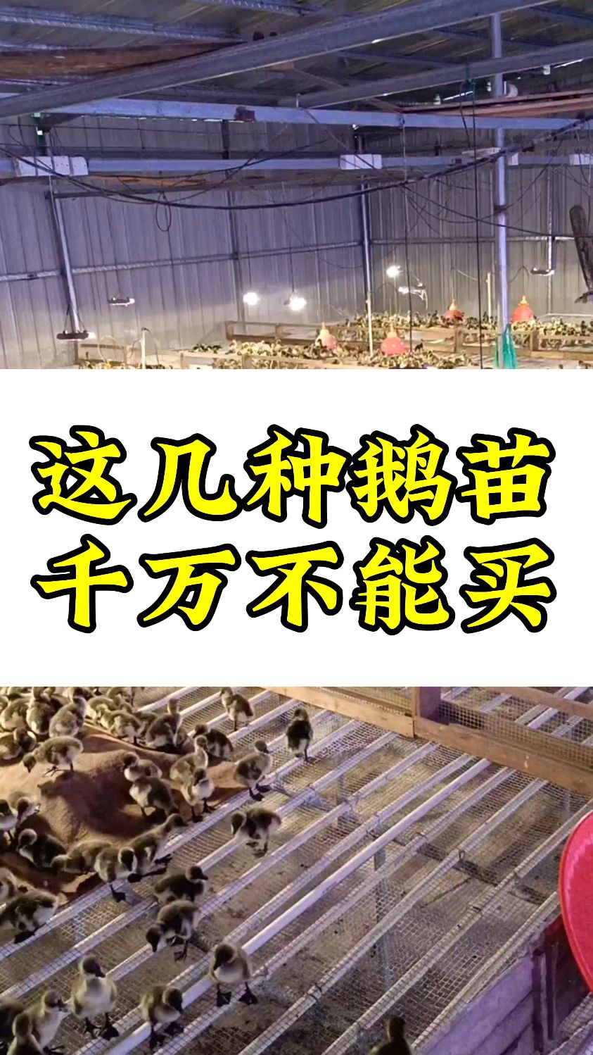 这几种鹅苗千万不能买