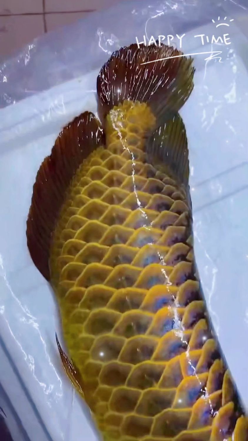 全品古典过背金龙巧克力底色非常漂亮