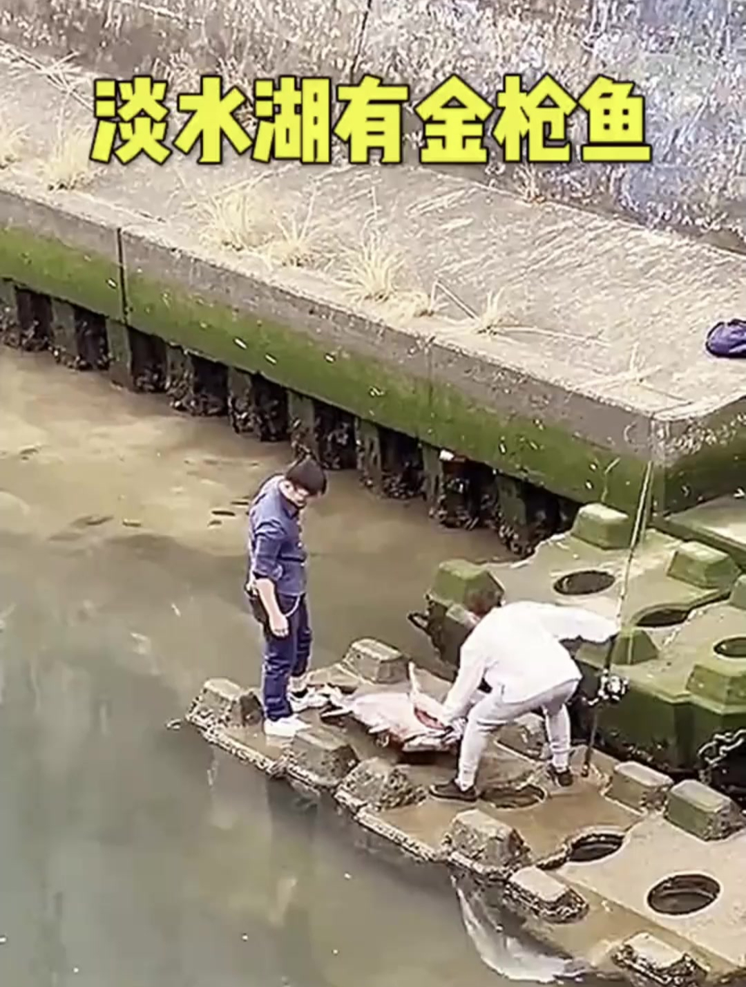 淡水湖里钓金枪鱼