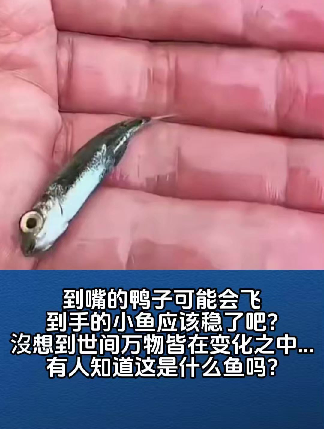 到嘴的鸭子可能会飞,到手的小鱼怎么?有人知道这是什么鱼吗?