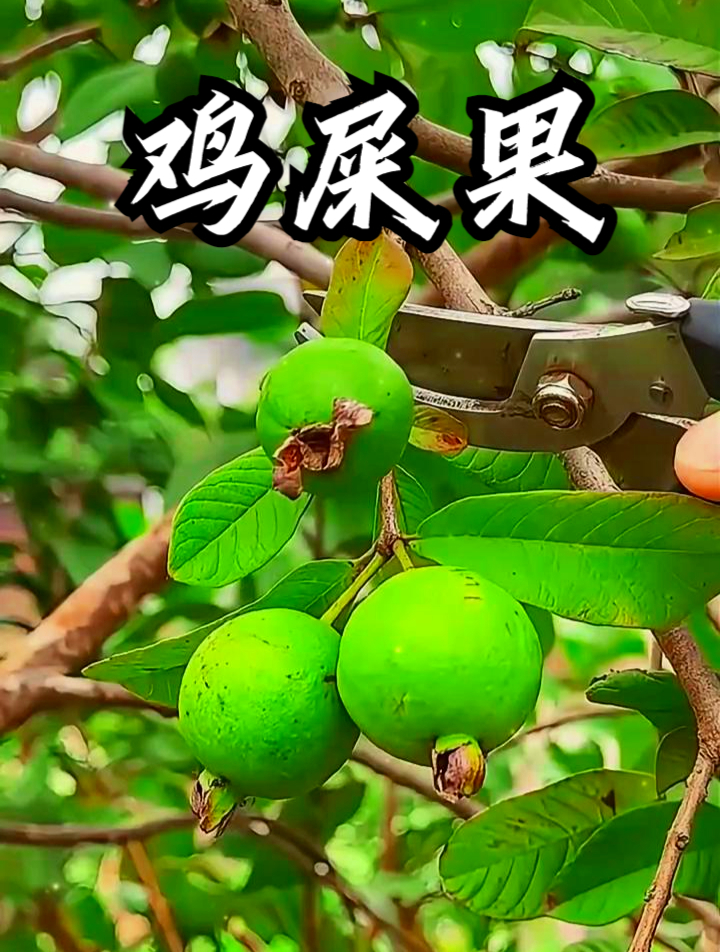 芭乐也叫鸡屎果,听说拿它泡茶饮用,可以使皮肤更加光滑细腻