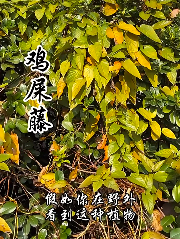 鸡屎藤被大家视为一种清肠草,它还可以排除体内多余的油脂