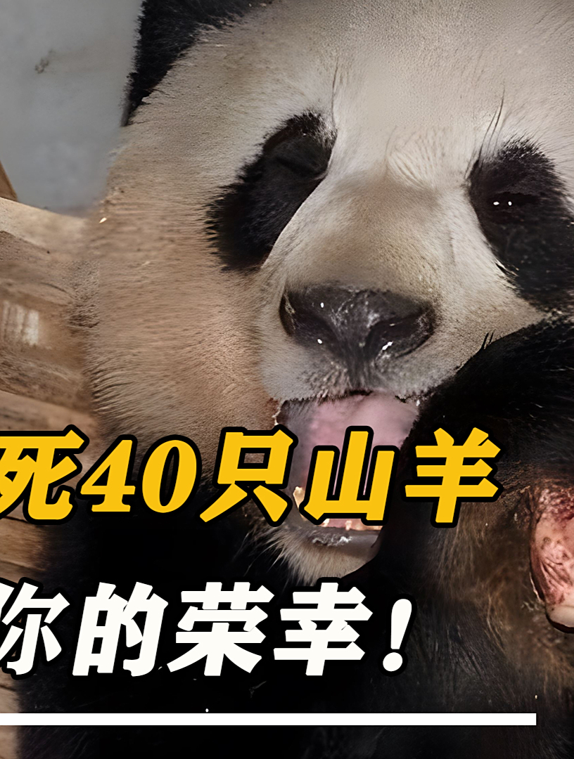 四川野生熊猫进村吃肉,一夜咬死40只山羊!专家:这是村里的荣幸