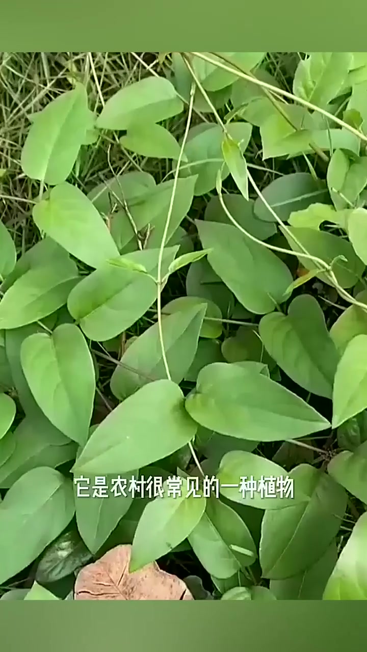 鸡屎藤,下集更精彩