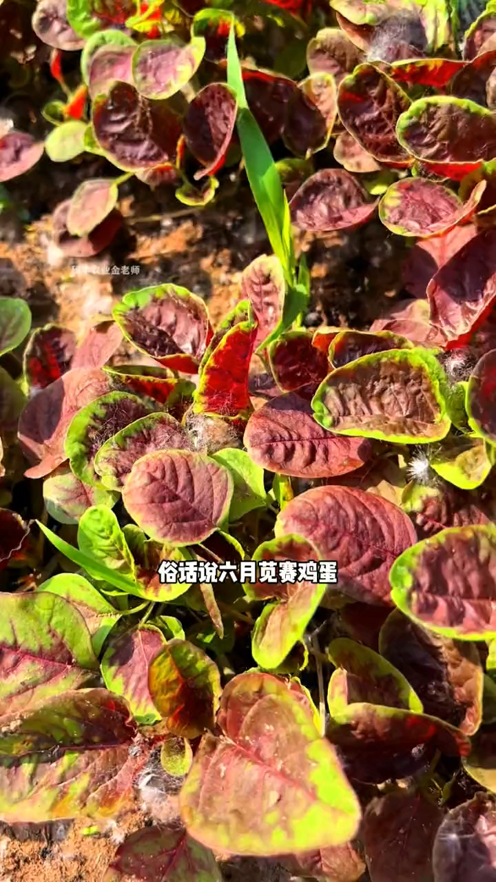 夏播红苋菜营养高