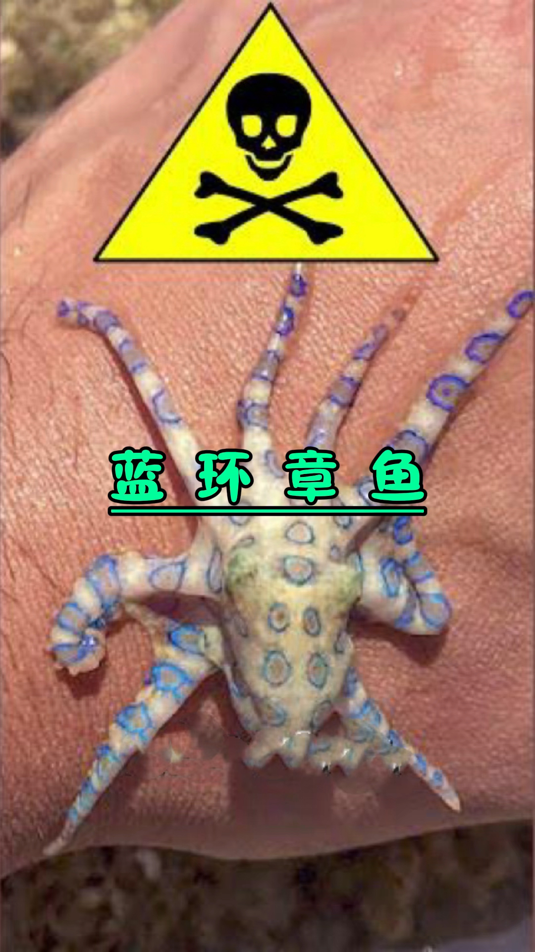 最危险的蓝环章鱼