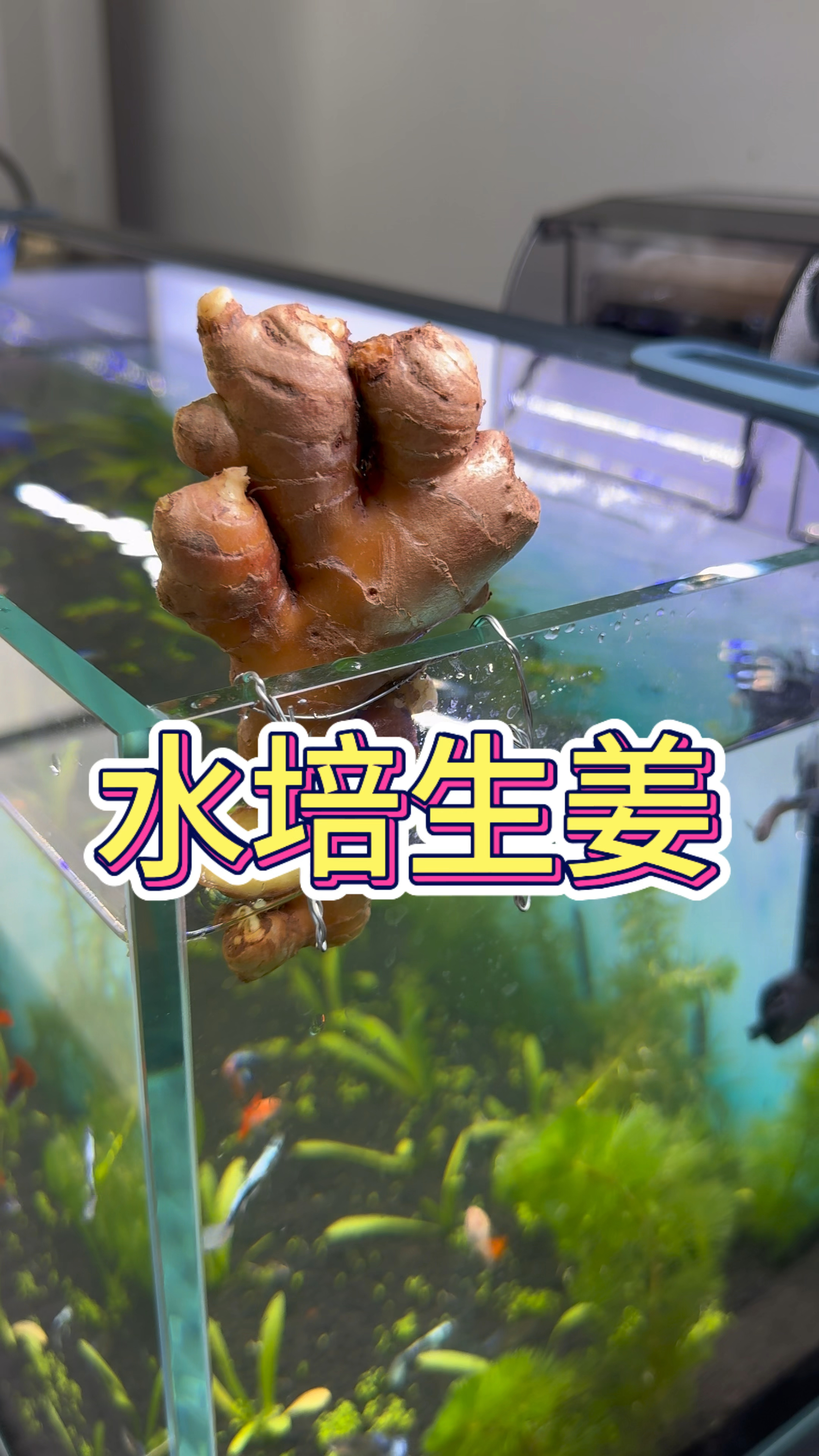 生姜水培,挂在鱼缸壁上好看还能去腥#水族 #水培植物 #生姜