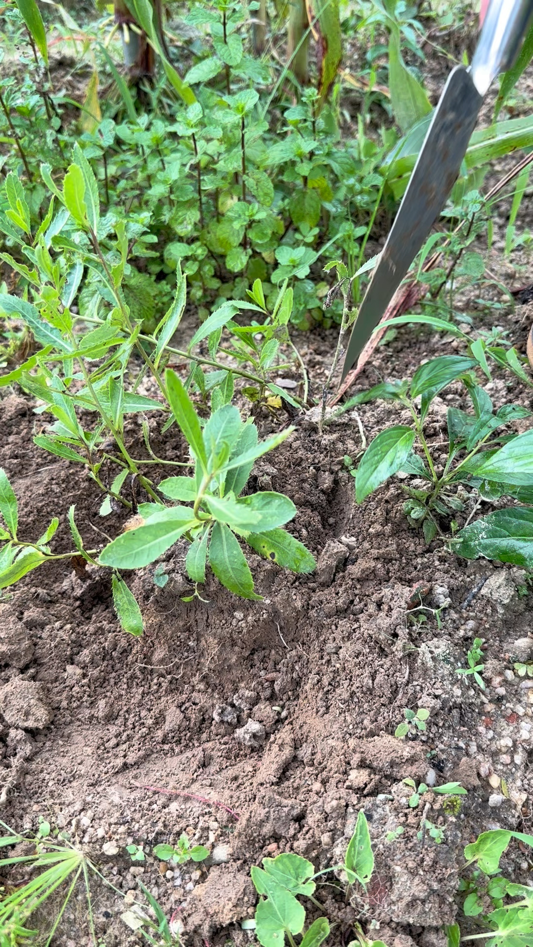 小蓟,在春天是一种野菜,在夏天是一味本草