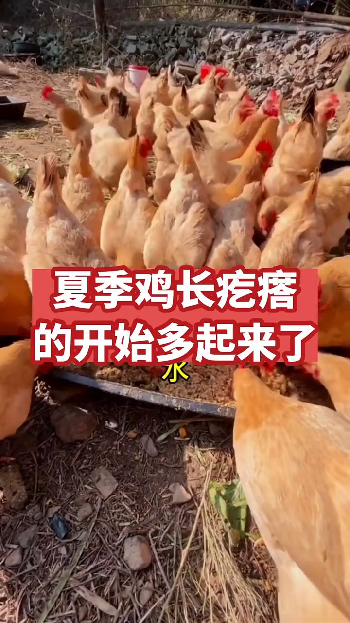 夏天鸡身上长疙瘩怎么办?