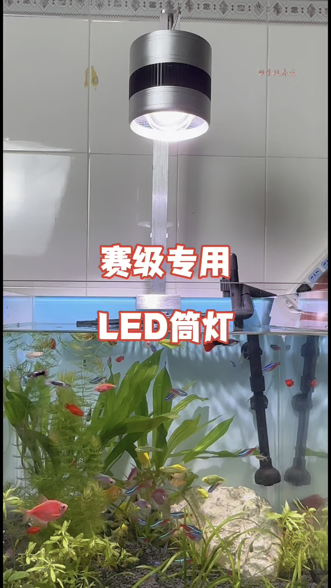灯光是鱼缸的灵魂想要鱼缸更具氛围感这款赛级专用LED筒灯就不错