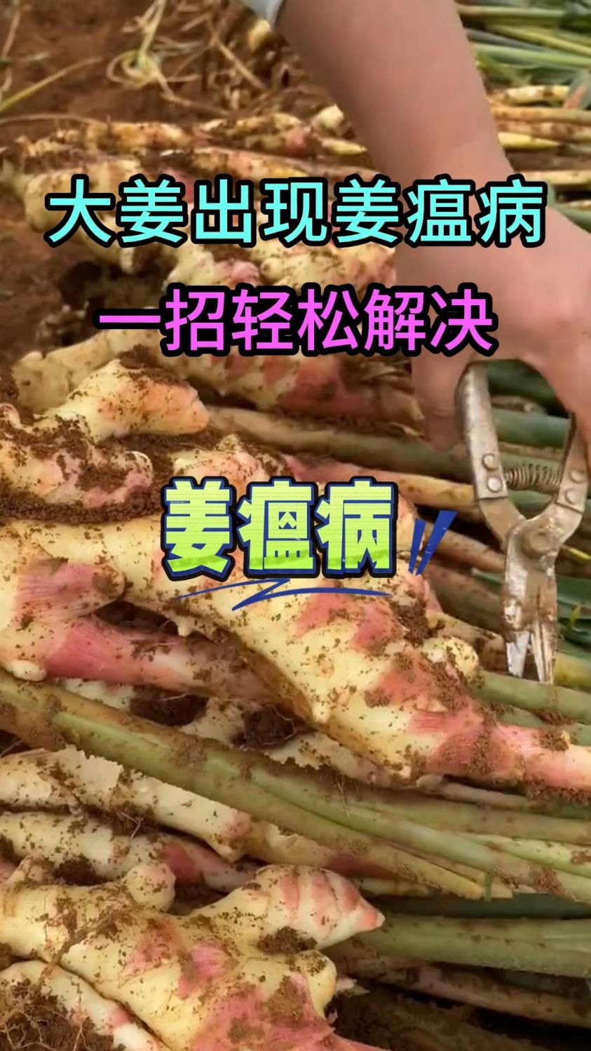 姜瘟病用什么药最好,大姜出现姜瘟病,茎基腐病怎么办,一招解决