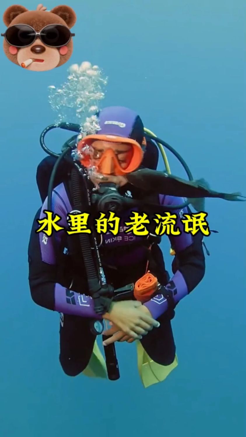 我在潜水时 遇到了水里的老流氓#扳机鱼 #潜水 #科普