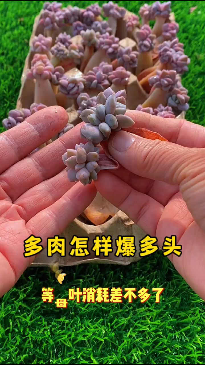 多肉叶片“扦插”繁殖,学会这两个技巧,出芽率高更爱爆多头