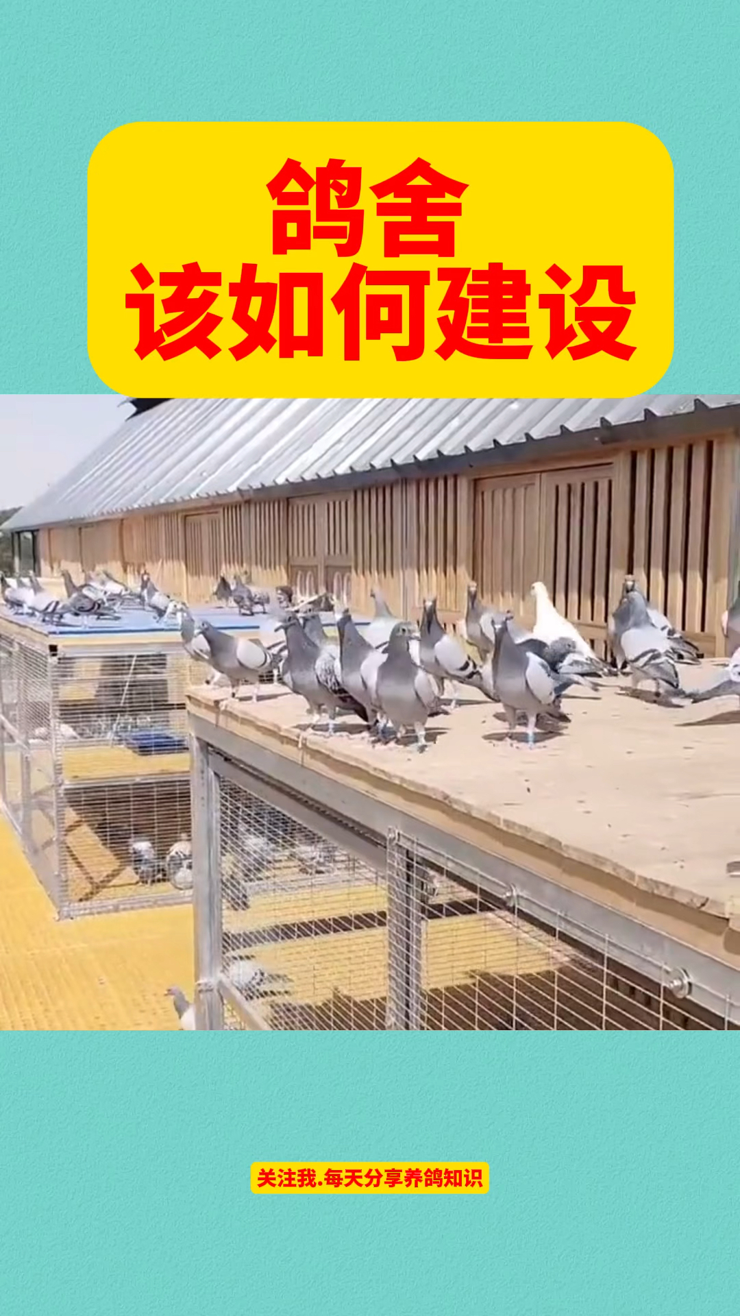鸽舍该如何建设??
