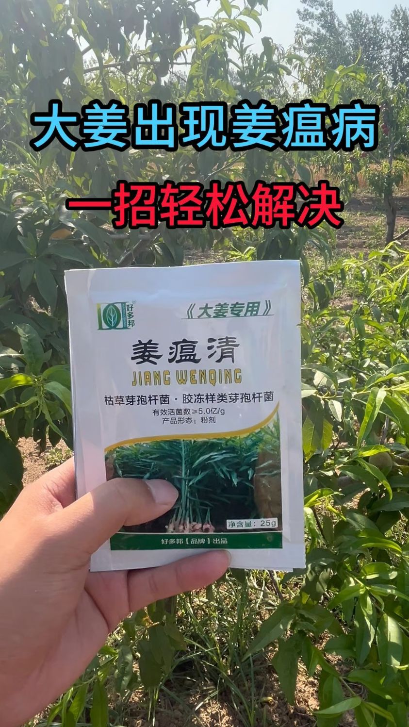 大姜出现姜瘟病,茎基腐病,一招轻松解决,姜瘟病用什么药最好呢