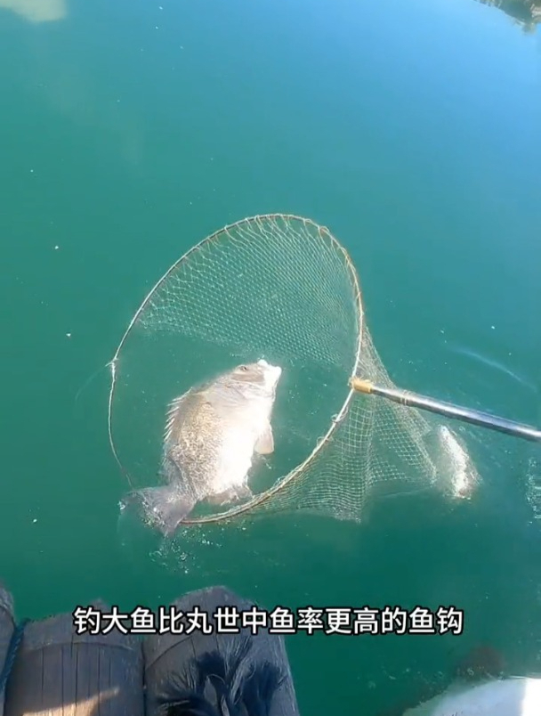 为什么歪嘴的鱼钩中鱼率更高?歪嘴刺鱼速度更快,不易脱钩!