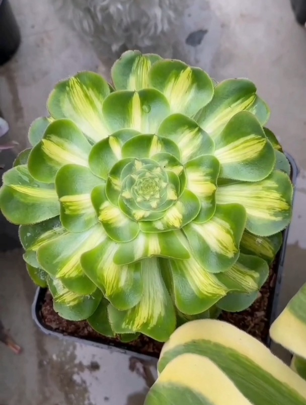 多肉巫毒法师中斑锦,很少见啊!