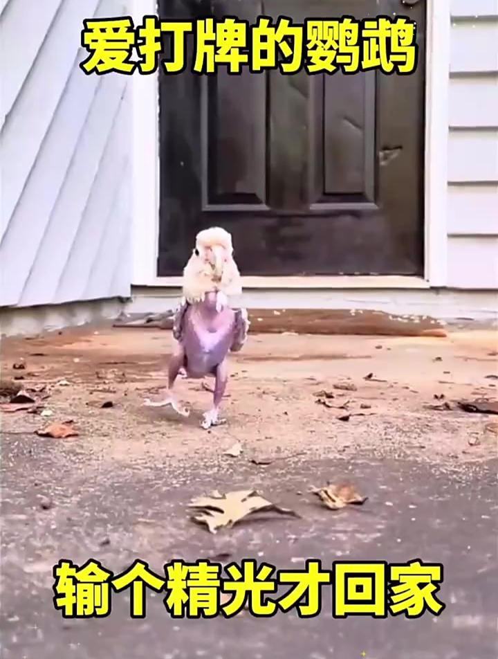 太惨了一根鸡毛都没剩!
