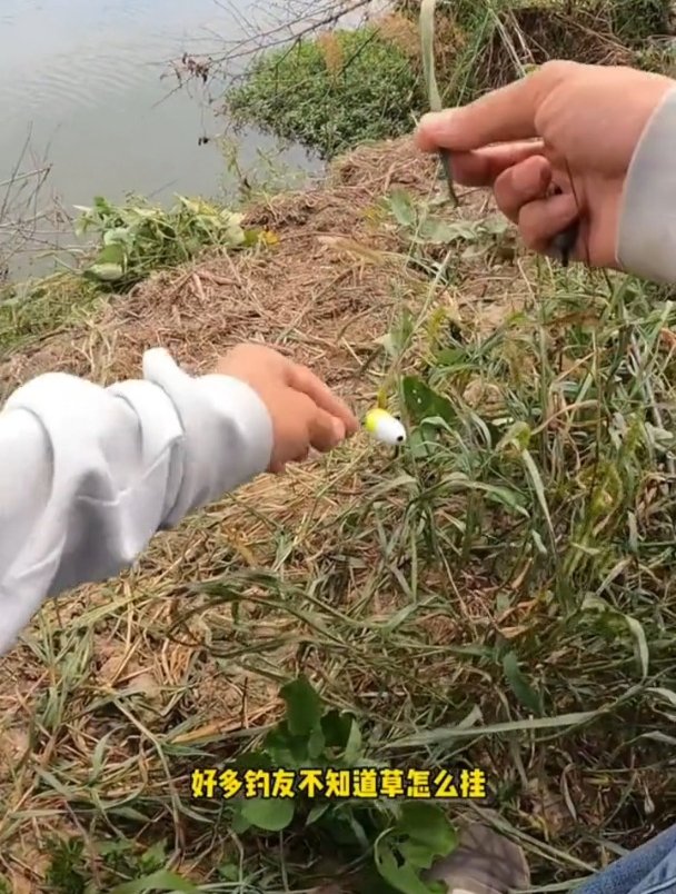 青草浮钓草鱼如何挂钩?老钓友演示正确方法!