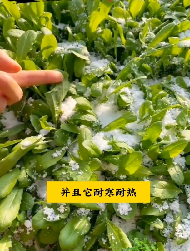 荠菜又称“长寿菜”,它营养丰富口感好!农村遍地都是!