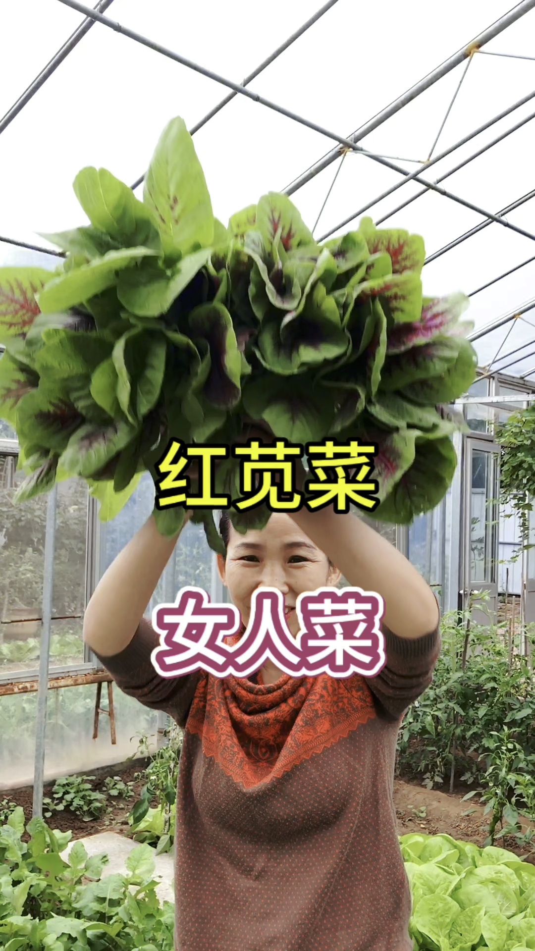 红苋菜又叫女人菜,营养丰富可多茬采收,阳台小院都可种植