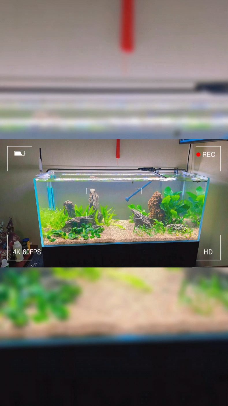 北京专业上门鱼缸定做,水草造景,滤材更换,水族箱托管维护