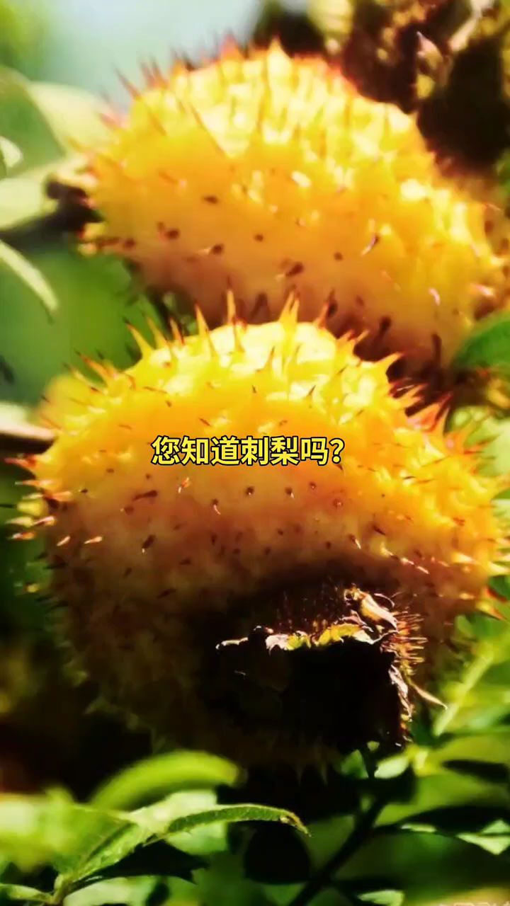 您知道贵州刺梨吗?