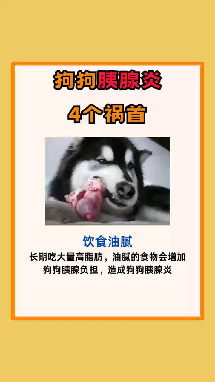 狗狗胰腺炎四个祸首#狗狗#养狗知识#狗狗胰腺炎