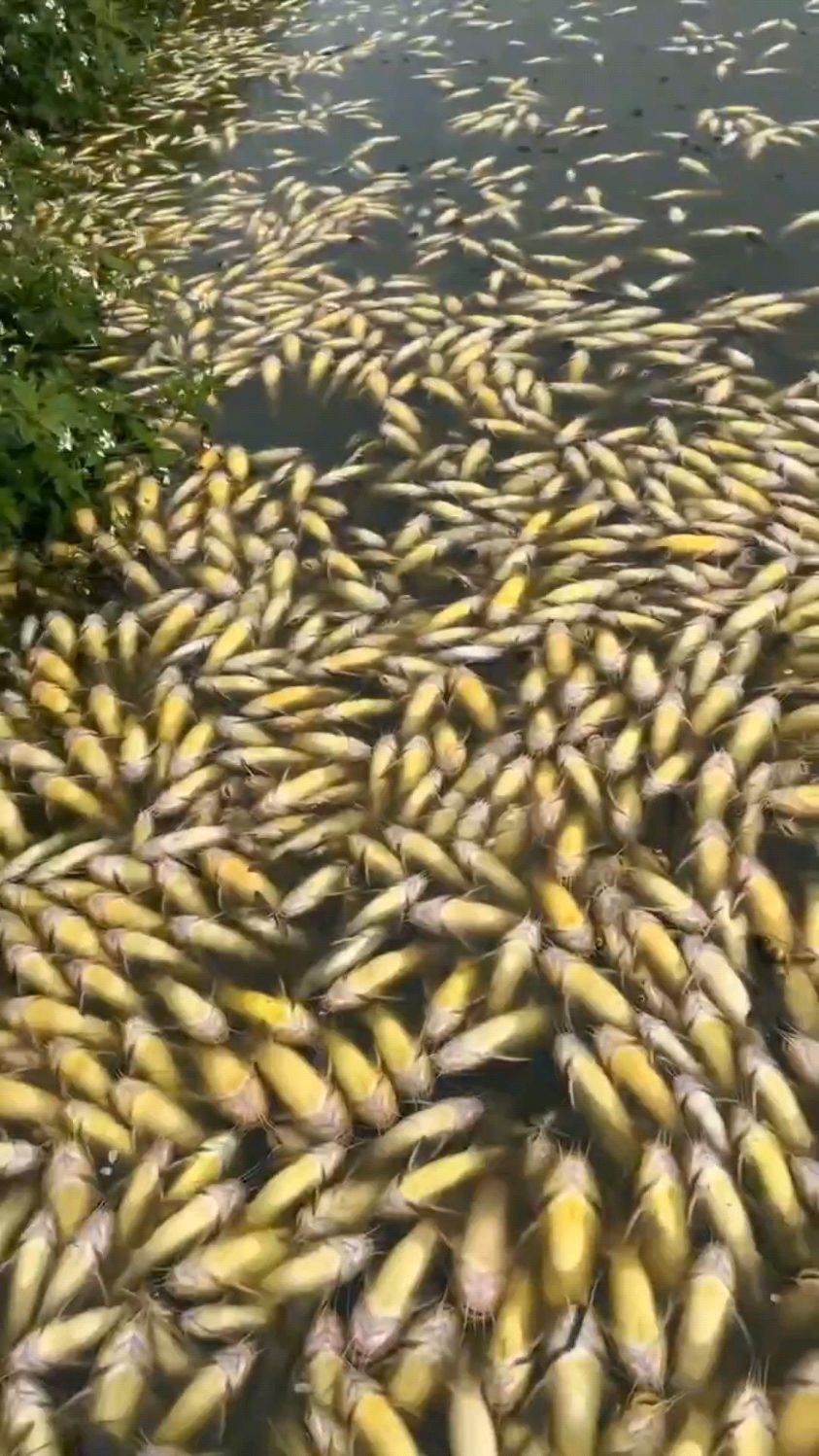 黄颡鱼红嘴浮水大肚子