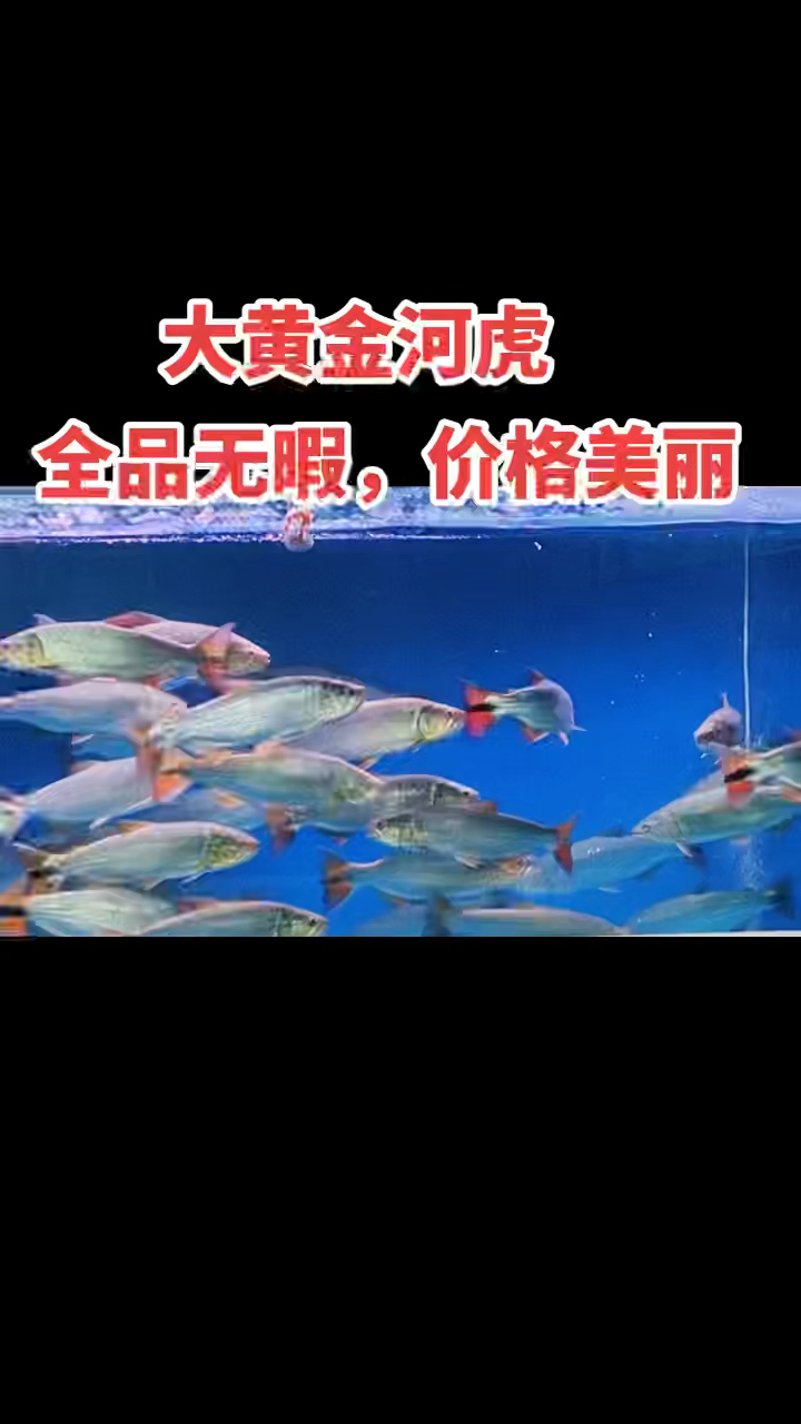 大黄金河虎,30-40公分,充分发色,全品无暇,价格美丽