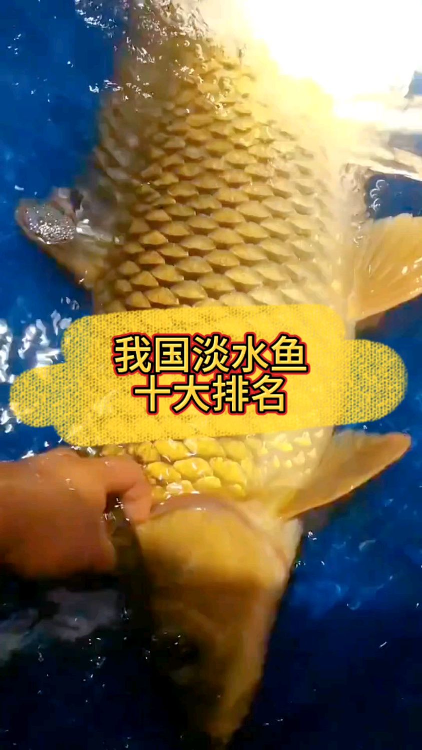 国内最贵淡水鱼排行