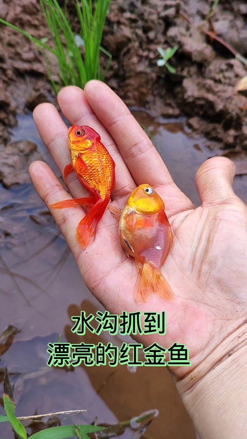 今天在水沟抓到漂亮的红金鱼