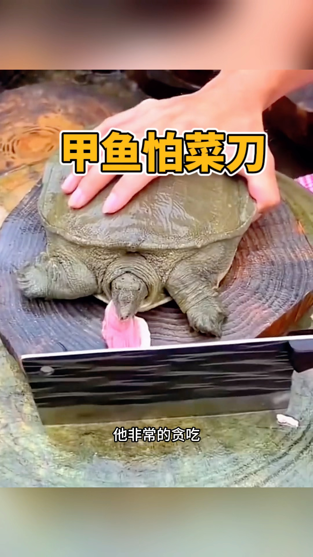 甲鱼怕菜刀,不敢吃肉了
