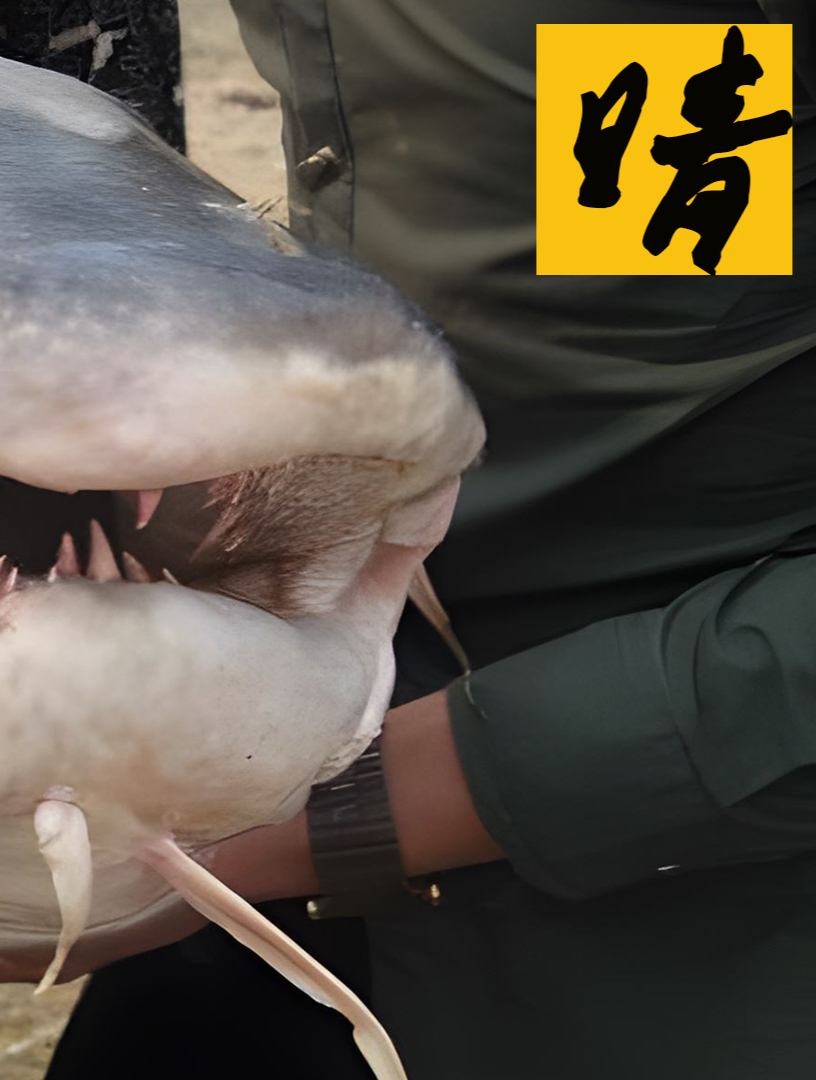 云南普洱惊现巨型水怪?长达2米满嘴钢牙!靠吃人尸纵霸河道?