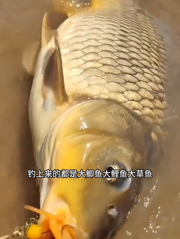 新手钓鱼老钓手守大鱼的饵料!爆炸饵,操作简单,主钓大个鲤鱼!