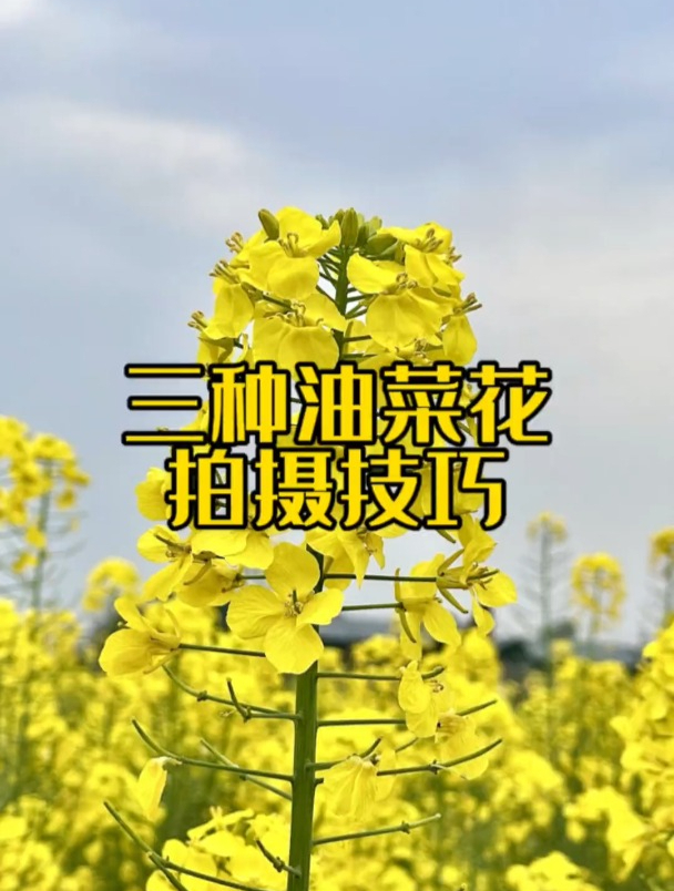 三种油菜花的拍摄技巧,学起来吧