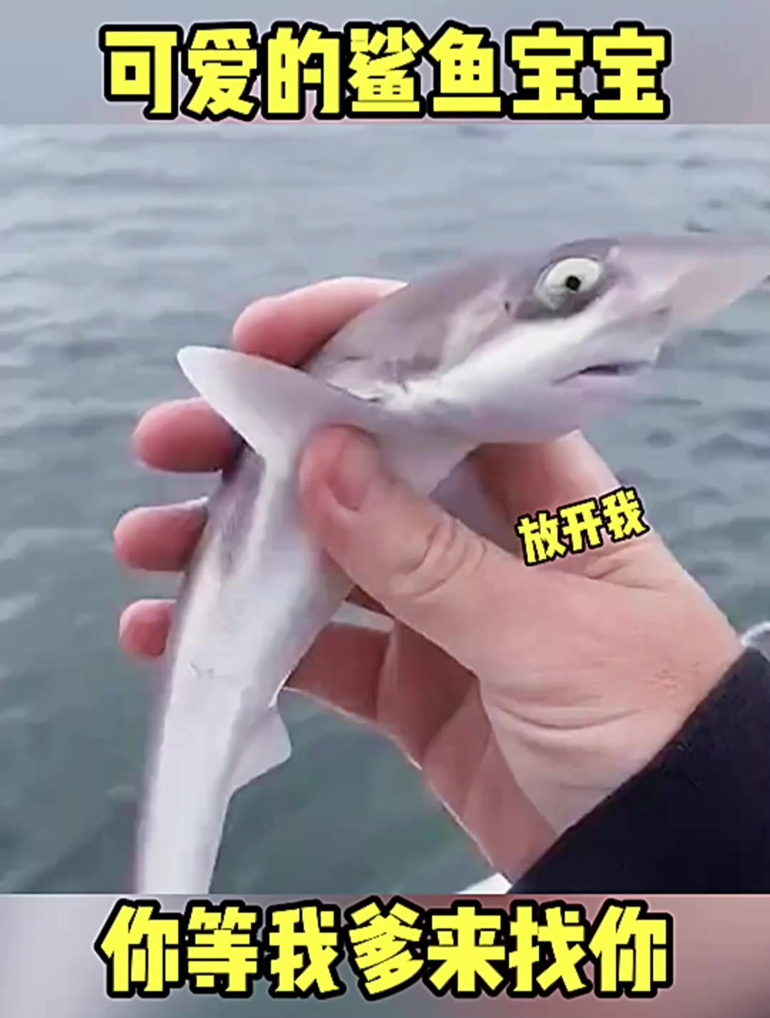 好可爱的小鲨鱼宝宝