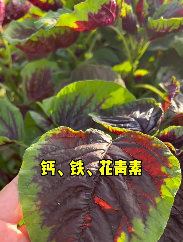 被称作蔬菜中的“长寿菜”的就是这个苋菜,夏天必种好种又好吃!