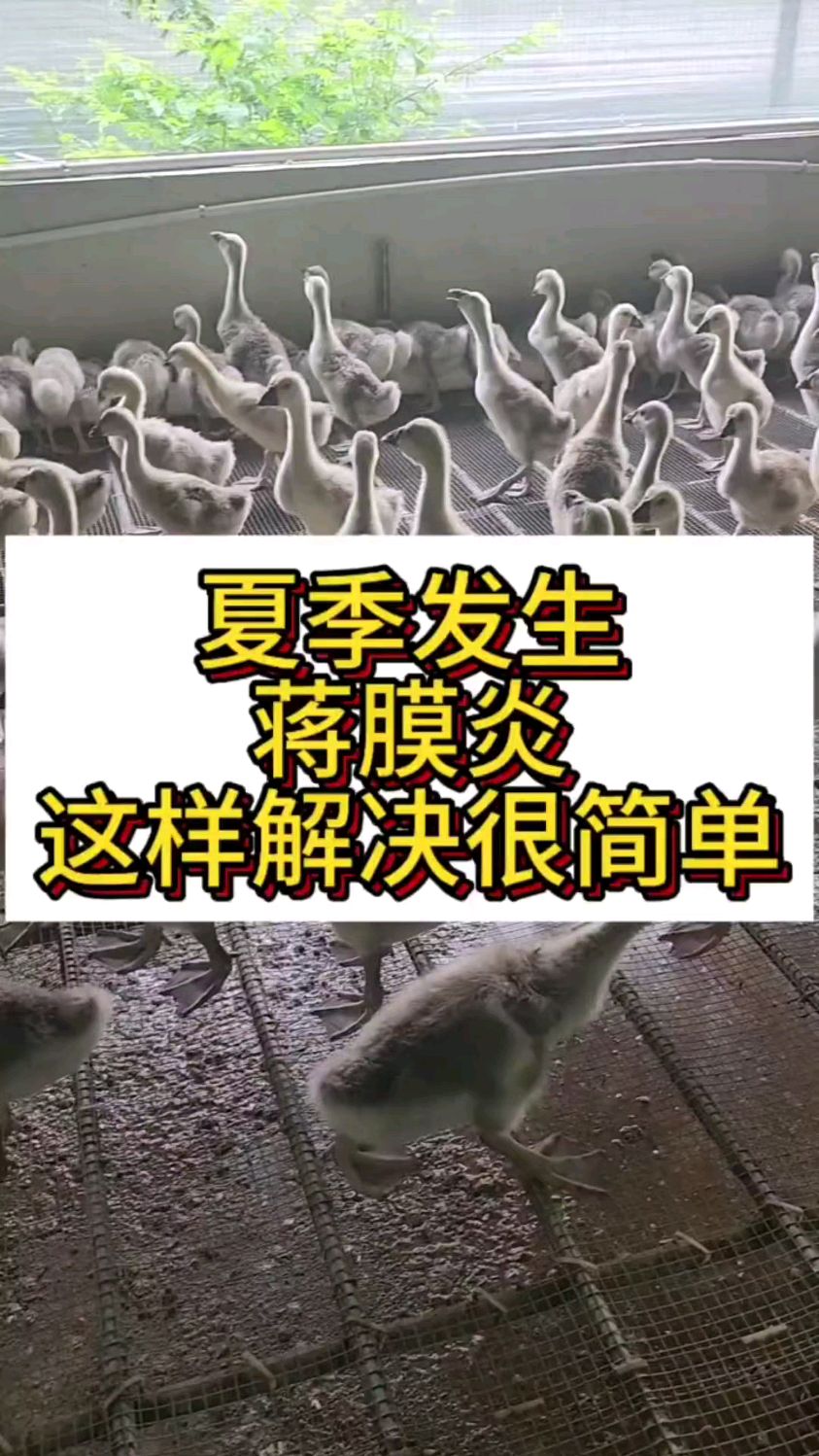 夏季发生浆膜炎这样解决很简单