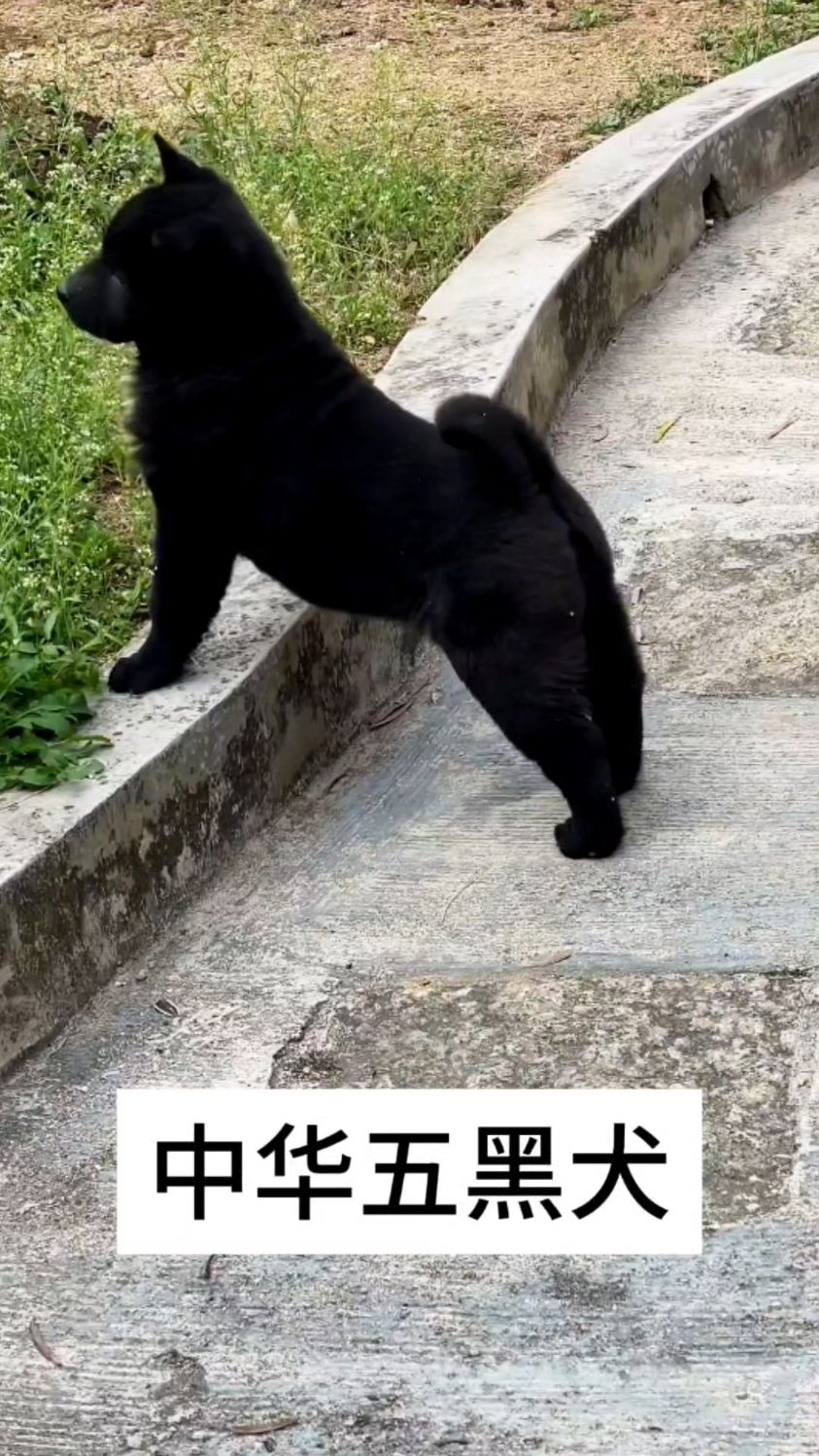 五黑犬也是田园犬中的一个品种,除了牙齿是白的其它地方都是黑的