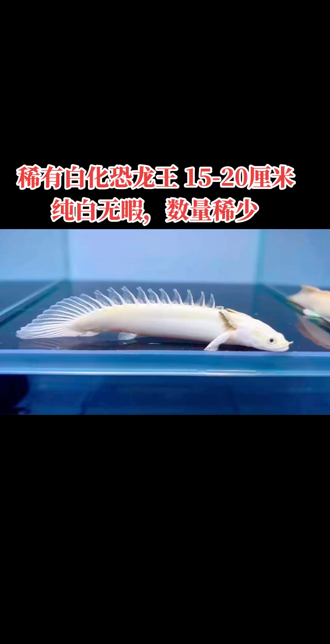稀有白化恐龙王,15-20厘米,纯白无暇,数量稀少,小众高端品