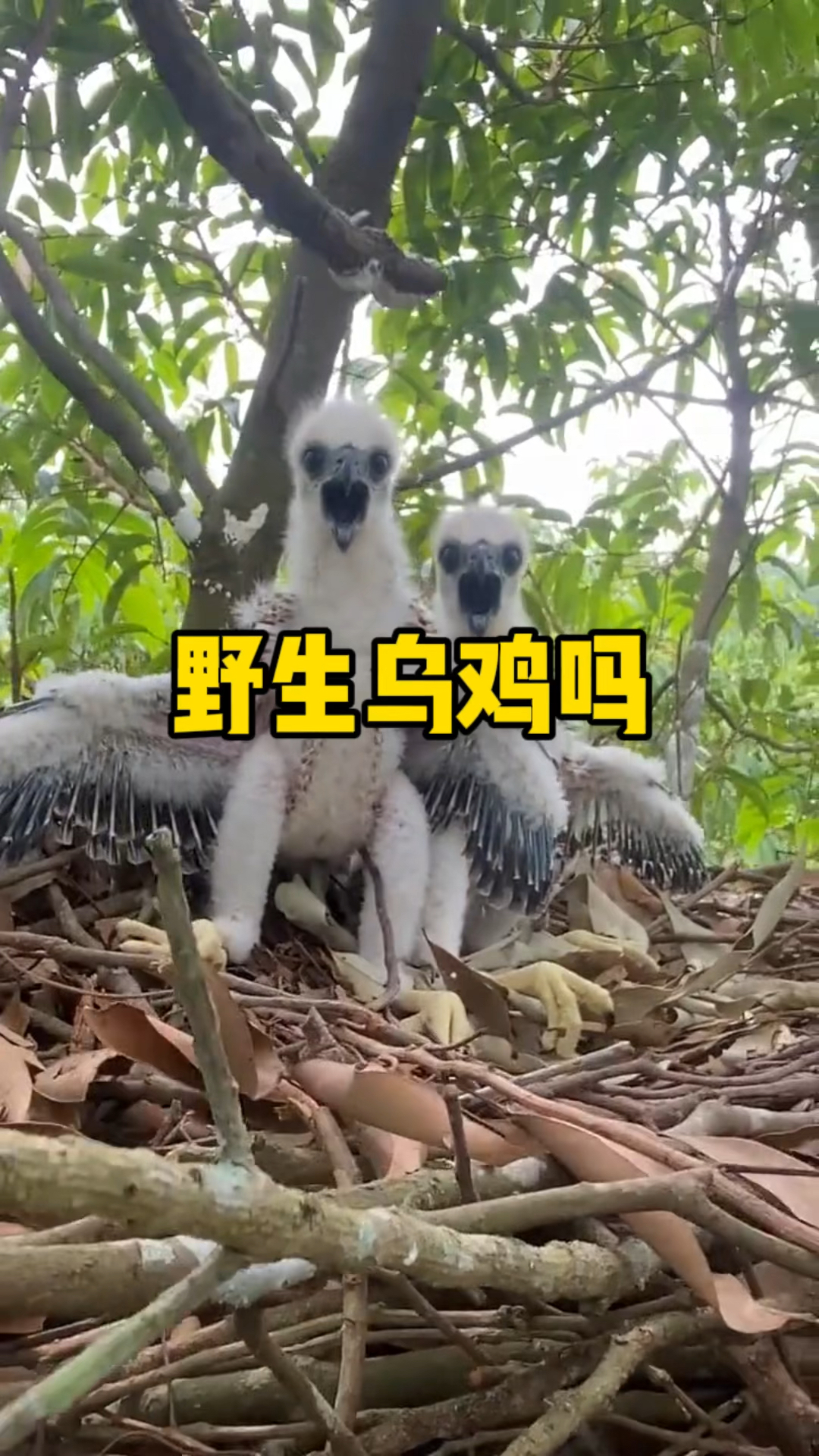 这不会是野生乌鸡吧
